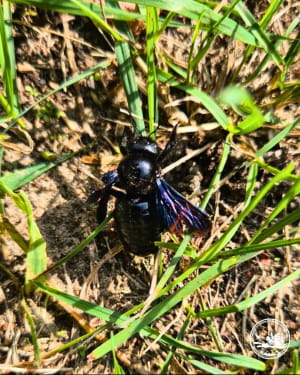 Ксилокопа звичайна (Xylocopa valga)