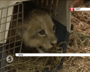 Левеня Чікла-яніта