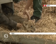 Левеня Чікла-яніта