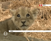 Левеня Чікла-яніта