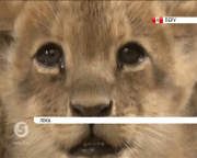 Левеня Чікла-яніта