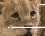 Левеня Чікла-яніта