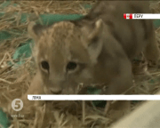 Левеня Чікла-яніта