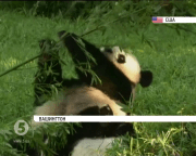 У Смітсонівському національному зоопарку Вашингтона відзначають день народження панд