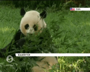 У Смітсонівському національному зоопарку Вашингтона відзначають день народження панд