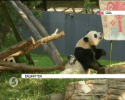 У Смітсонівському національному зоопарку Вашингтона відзначають день народження панд