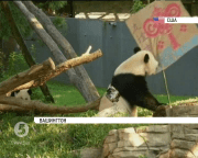 У Смітсонівському національному зоопарку Вашингтона відзначають день народження панд