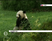 У Смітсонівському національному зоопарку Вашингтона відзначають день народження панд