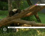 У Смітсонівському національному зоопарку Вашингтона відзначають день народження панд