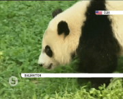 У Смітсонівському національному зоопарку Вашингтона відзначають день народження панд