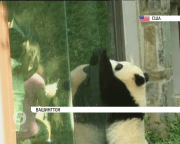 У Смітсонівському національному зоопарку Вашингтона відзначають день народження панд