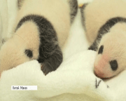 У Китаї офіційно дали імена тримісячним пандам-близнюкам