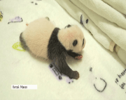 У Китаї офіційно дали імена тримісячним пандам-близнюкам