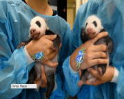 У Китаї офіційно дали імена тримісячним пандам-близнюкам