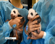 У Китаї офіційно дали імена тримісячним пандам-близнюкам