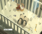 У Китаї офіційно дали імена тримісячним пандам-близнюкам