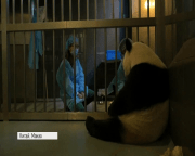 У Китаї офіційно дали імена тримісячним пандам-близнюкам