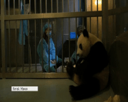 У Китаї офіційно дали імена тримісячним пандам-близнюкам