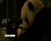 У Китаї офіційно дали імена тримісячним пандам-близнюкам