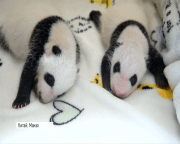 У Китаї офіційно дали імена тримісячним пандам-близнюкам