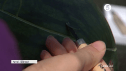 Акція у Шанхаї: тисяча людей одночасно зайнялися різьбою по кавунах