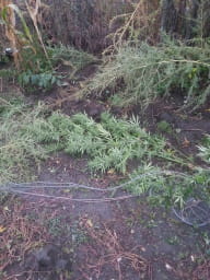 Наркотики, що виявила ДПСУ