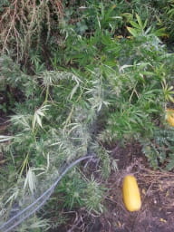 Наркотики, що виявила ДПСУ