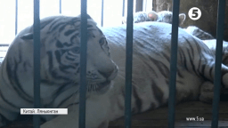 У Китаї показали малюків рідкісних бенгальських тигрів