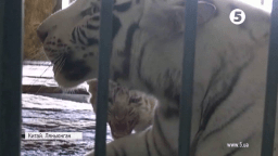 У Китаї показали малюків рідкісних бенгальських тигрів