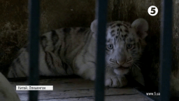 У Китаї показали малюків рідкісних бенгальських тигрів