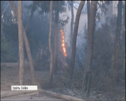 Пожежі в Ізраїлі