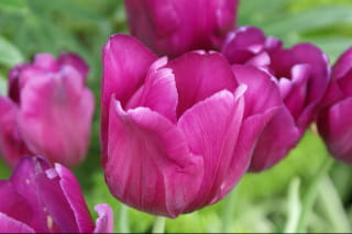 Тюльпаноманія - це сильне захоплення торгівлею тюльпанами в Голландії 1630-х років 