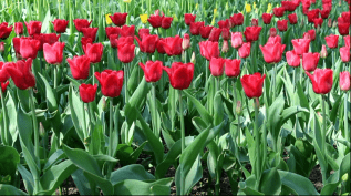 Тюльпаноманія - це сильне захоплення торгівлею тюльпанами в Голландії 1630-х років 