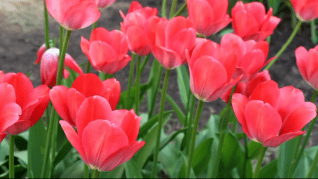 Тюльпаноманія - це сильне захоплення торгівлею тюльпанами в Голландії 1630-х років 