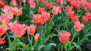 Тюльпаноманія - це сильне захоплення торгівлею тюльпанами в Голландії 1630-х років 