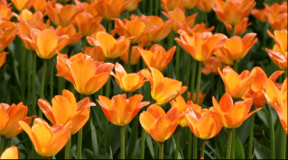 Тюльпаноманія - це сильне захоплення торгівлею тюльпанами в Голландії 1630-х років 