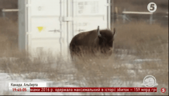 Бізони в Канаді