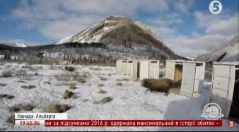 Бізони в Канаді