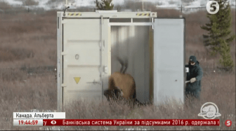 Бізони в Канаді