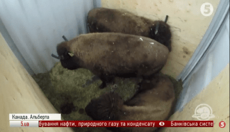 Бізони в Канаді