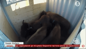 Бізони в Канаді
