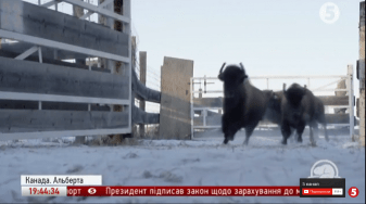 Бізони в Канаді
