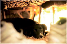 Волонтерська виставка 