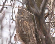 У Дніпрі оселилася родина сов