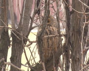 У Дніпрі оселилася родина сов