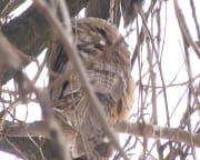У Дніпрі оселилася родина сов
