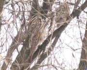 У Дніпрі оселилася родина сов