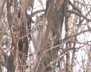 У Дніпрі оселилася родина сов