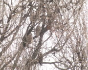 У Дніпрі оселилася родина сов