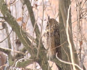 У Дніпрі оселилася родина сов